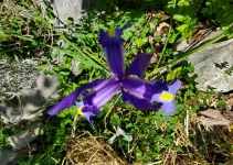 Comment cultiver des Iris ? Comment cultiver des Iris ?
