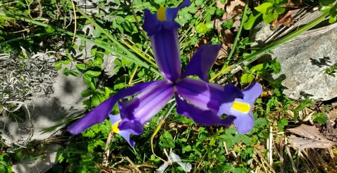 Comment cultiver des Iris ?